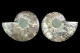 Sliced Ammonite Fossil - Agatized #124993-1